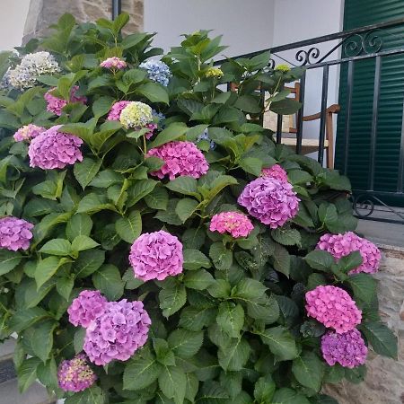 Bed and Breakfast Mito'S House & Douro View Peso da Régua Exterior foto